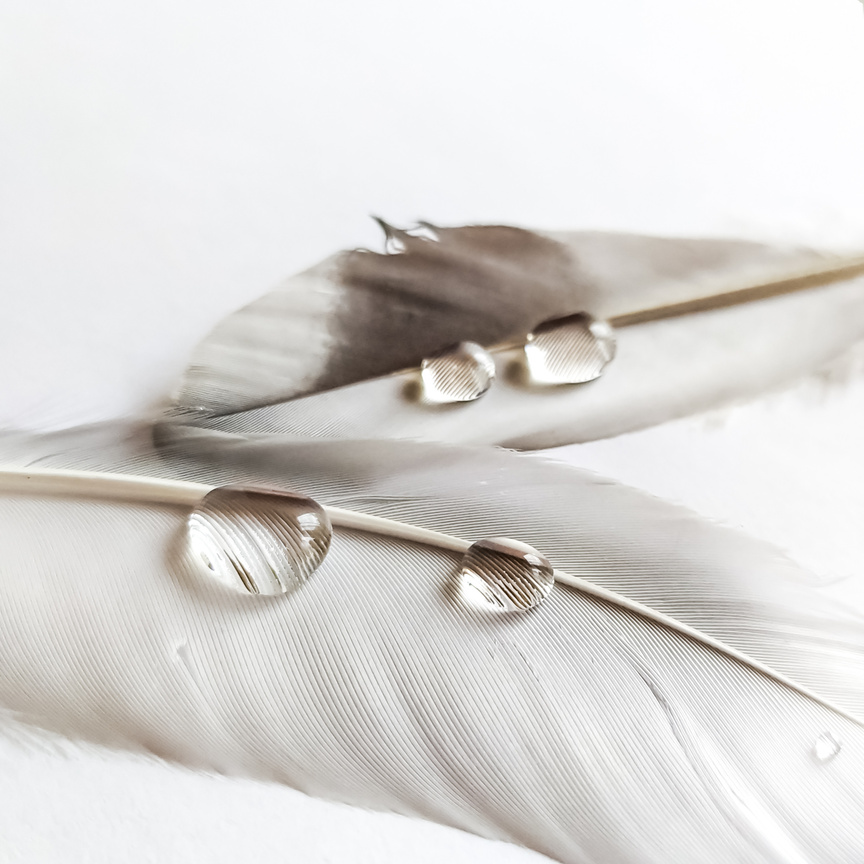 Waterdrops on Feathers